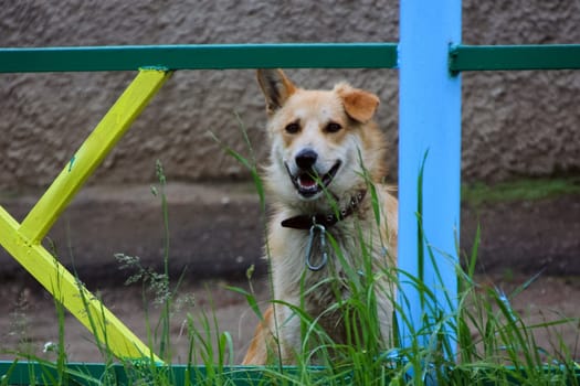 Dog, pet of all people