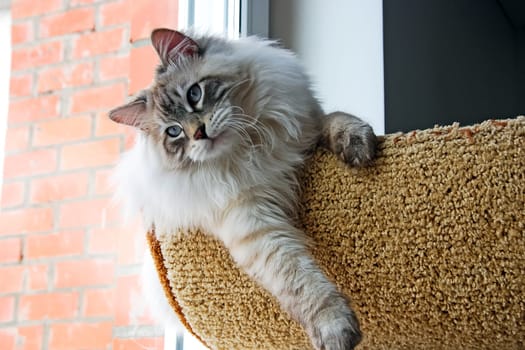 Cats, the lovely a fluffy a pets.