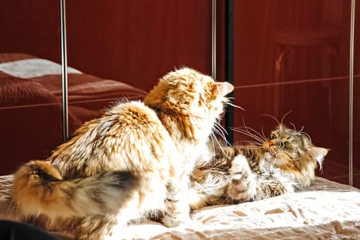 Cats, the lovely a fluffy a pets.