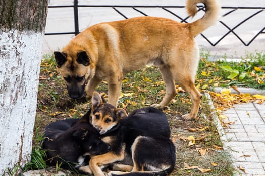 Dog, pet of all people
