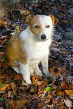 Dog, pet of all people