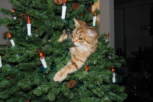 a Cats, lovely fluffy a pets. kitty