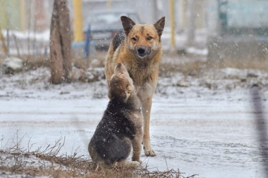 Dog, pet of all people. Dog in winter snow. Street dog walking.