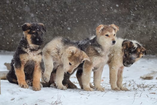 Dog, pet of all people. Dog in winter snow. Street dog walking.