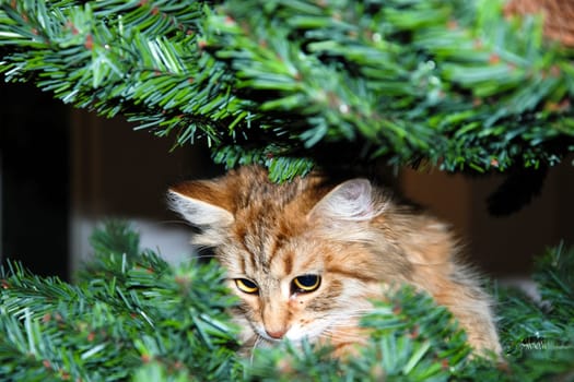 a Cats, lovely fluffy a pets. kitty