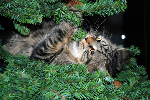 a Cats, lovely fluffy a pets. kitty
