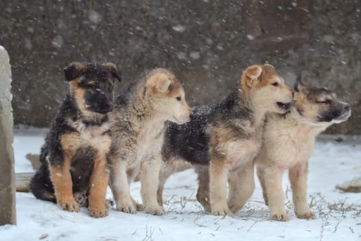 Dog, pet of all people. Dog in winter snow. Street dog walking.