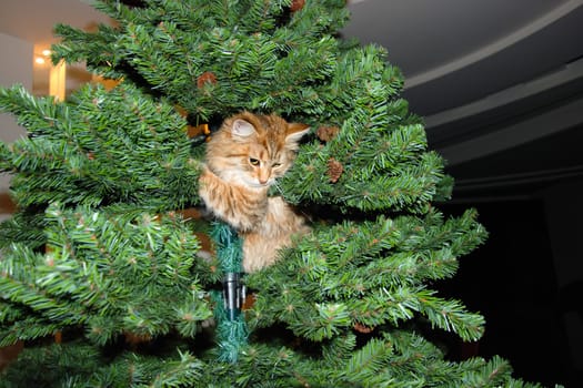 a Cats, lovely fluffy a pets. kitty