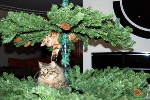 a Cats, lovely fluffy a pets. kitty