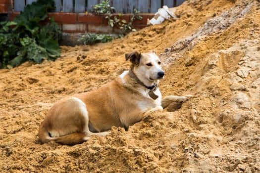 Pets of all people. Loyal friend and good security guard.