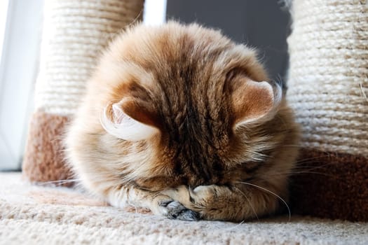 Cats, the lovely a fluffy a pets.