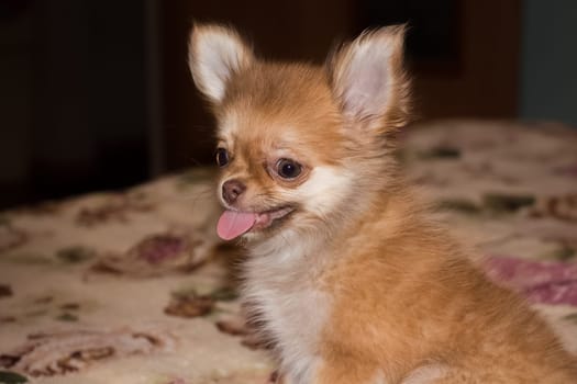 Dog, pet of all people