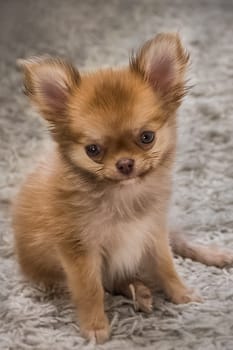 Dog, pet of all people