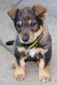 Dog, pet of all people