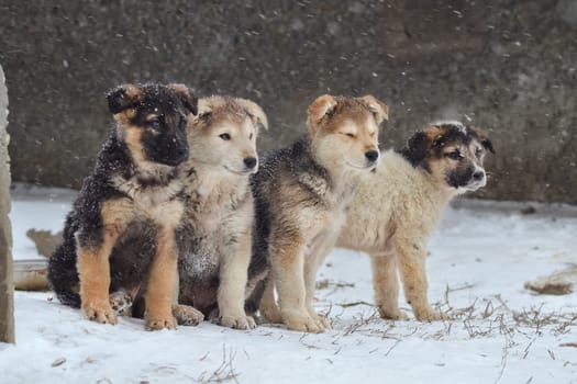 Dog, pet of all people. Dog in winter snow. Street dog walking.