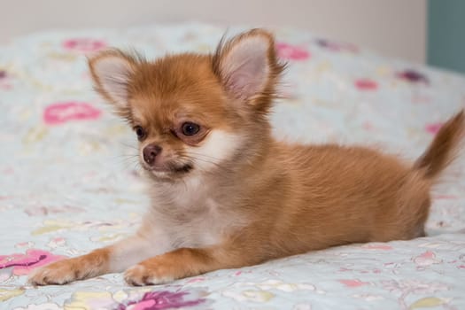 Dog, pet of all people