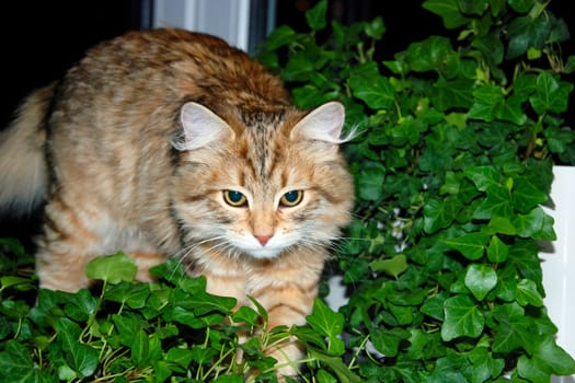 a Cats, lovely fluffy a pets. kitty