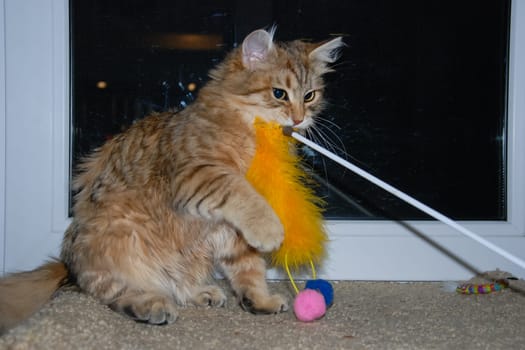 a Cats, lovely fluffy a pets. kitty