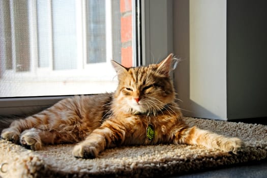 a Cats, lovely fluffy a pets. kitty