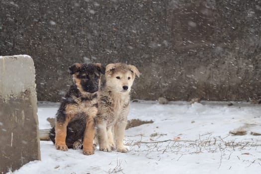 Dog, pet of all people. Dog in winter snow. Street dog walking.
