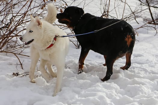 Dog, pet of all people. Dog in winter snow. Street dog walking.