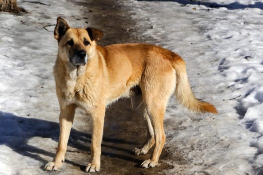 Dog, pet of all people. Dog in winter snow. Street dog walking.
