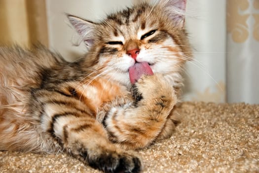 a Cats, lovely fluffy a pets. kitty