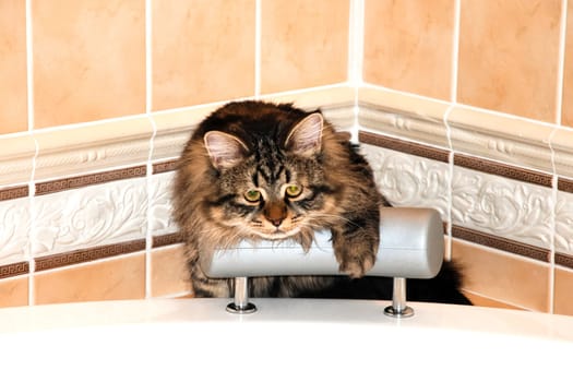 a Cats, lovely fluffy a pets. kitty