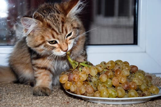 a Cats, lovely fluffy a pets. kitty