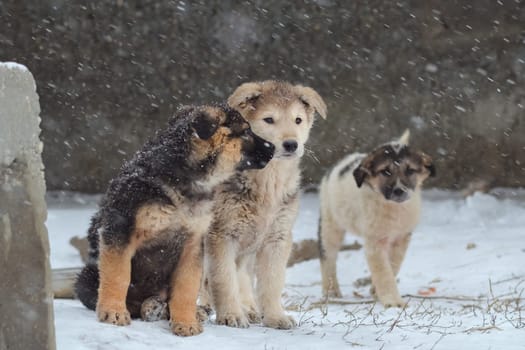Dog, pet of all people
