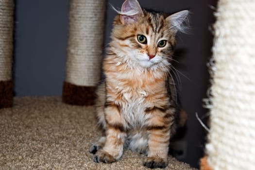 a Cats, lovely fluffy a pets. kitty