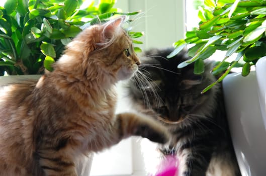 a Cats, lovely fluffy a pets. kitty