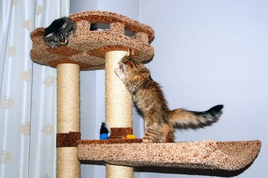 a Cats, lovely fluffy a pets. kitty