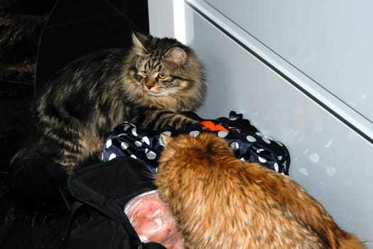 a Cats, lovely fluffy a pets. kitty