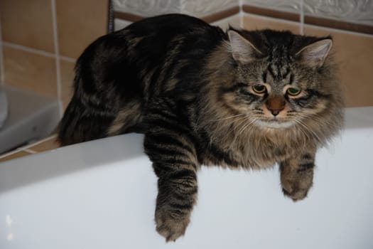 a Cats, lovely fluffy a pets. kitty