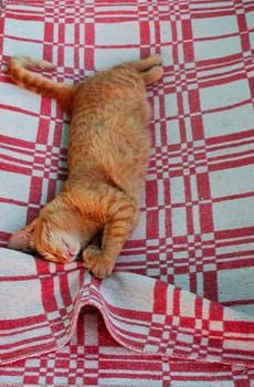 Cats, a lovely fluffy a pets