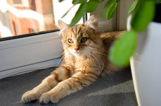 a Cats, lovely fluffy a pets. kitty