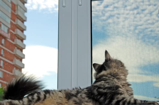a Cats, lovely fluffy a pets. kitty