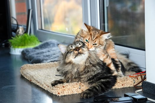 a Cats, lovely fluffy a pets. kitty