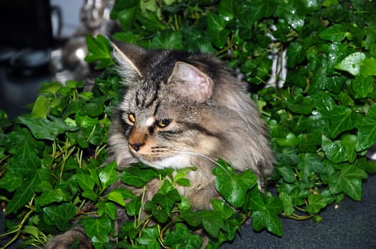 a Cats, lovely fluffy a pets. kitty