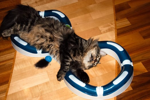 a Cats, lovely fluffy a pets. kitty