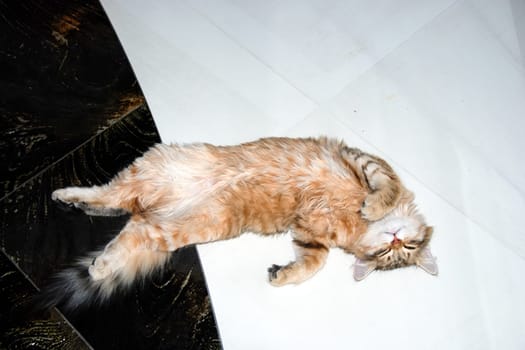 a Cats, lovely fluffy a pets. kitty
