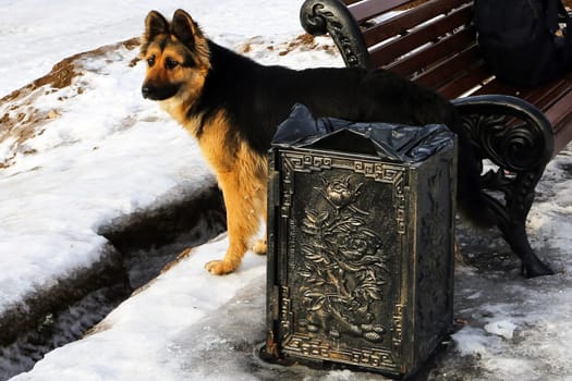 Dog, pet of all people