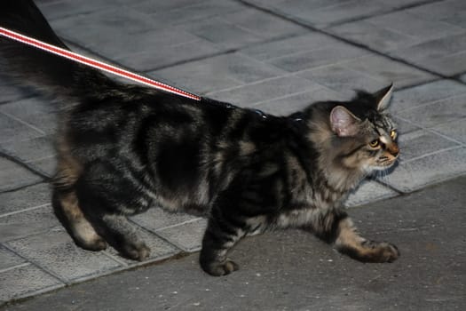 a Cats, lovely fluffy a pets. kitty