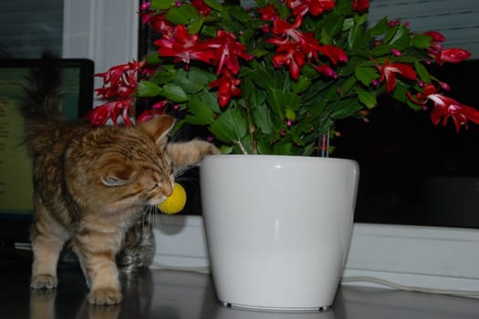 a Cats, lovely fluffy a pets. kitty