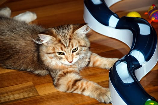 a Cats, lovely fluffy a pets. kitty