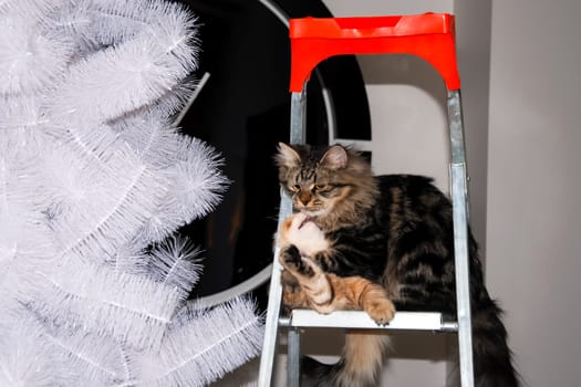 a Cats, lovely fluffy a pets. kitty
