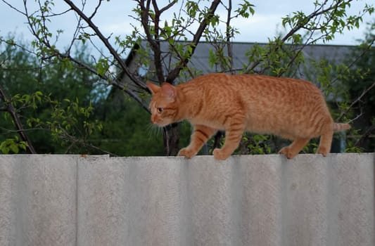 Cats, a lovely fluffy a pets