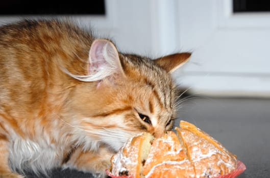a Cats, lovely fluffy a pets. kitty