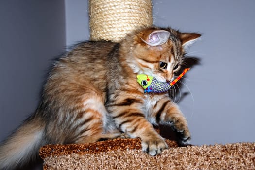 a Cats, lovely fluffy a pets. kitty